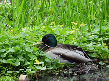 Obraz do artykułu: Wiosenny spacer z grupą OTOP przyciągnął mieszkańców i odsłonił bogactwo natury