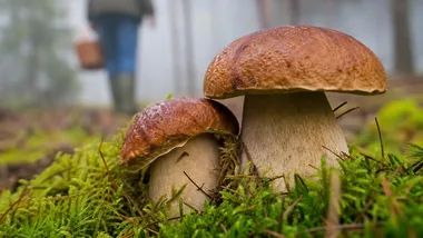 Jesienny plener fotograficzny pod Głogowem. Będą grzyby, owady i focus bracketing